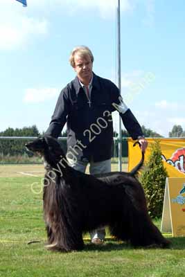 Champion dog - 1b