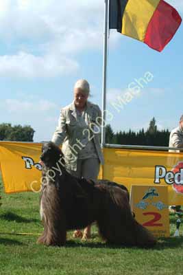 Champion dog - 2