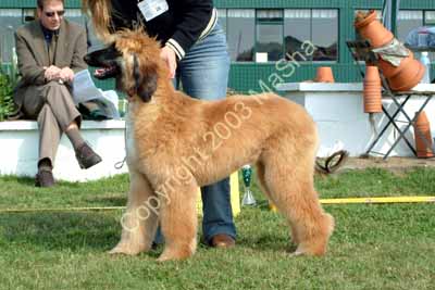 Puppy bitch - 1
