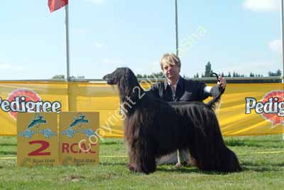 RCAC dogs