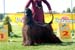 Breeders class  & CAC - 1a