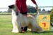 Open dog - 1a
