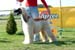 Open dog - 2