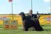 RCAC dogs