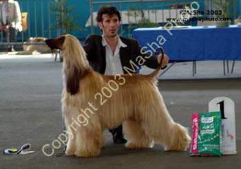 Parce Que du Menuel Galopin, Champion Dog class winner