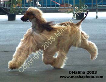 Parce Que du Menuel Galoping moving