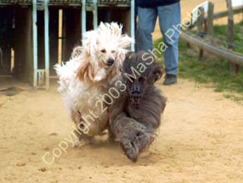 Doushman-&-Simba-racing
