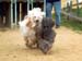 Doushman-&-Simba-racing