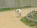 Racing-2
