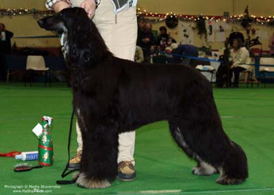 Junior-and-Novice-Bitch