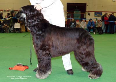 Maiden-and-Novice-Dog