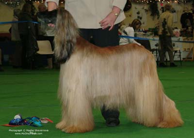 Veteteran-Bitch-7-10