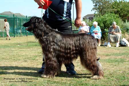 Graduate dog