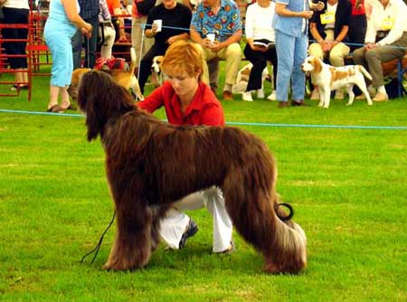 Junior-dog