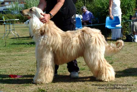 SY dog