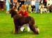 Junior-dog