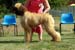 Puppy & Novice dog