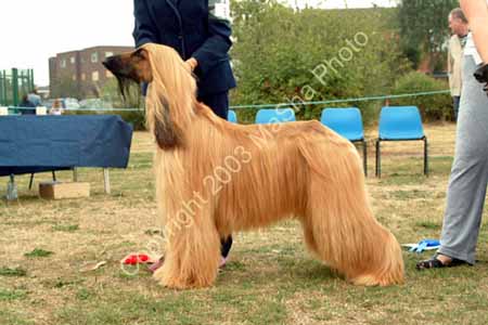 Limit Dog