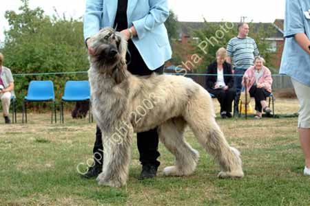 Minor Puppy, Puppy, Maiden, Novice Dog  BPIS