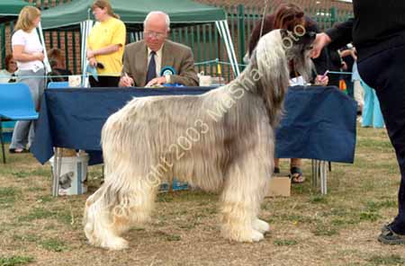 Open Dog