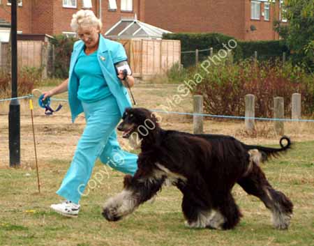 Res Dog moving