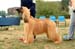 Limit Dog
