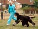 Res Dog moving