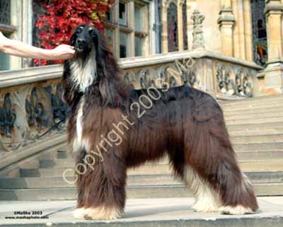 Sheeba-1