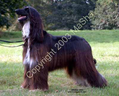 Sheeba-10