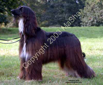 Sheeba-11