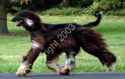 Sheeba-12