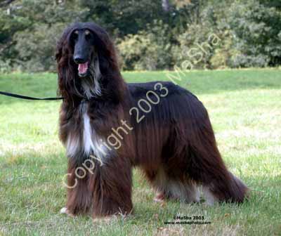 Sheeba-6