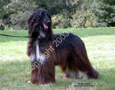 Sheeba-7