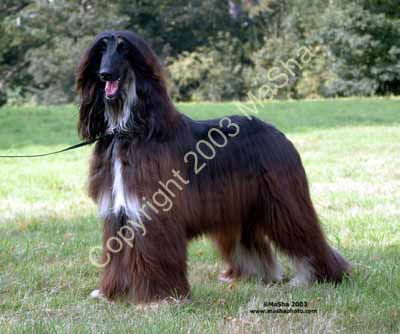 Sheeba-8