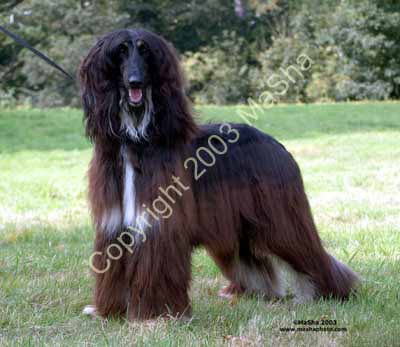 Sheeba-9