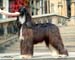 Sheeba-1