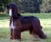 Sheeba-11