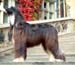 Sheeba-2