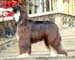 Sheeba-3
