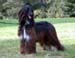 Sheeba-7