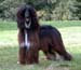 Sheeba-9
