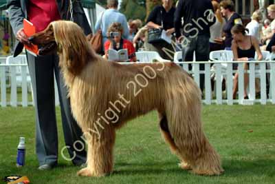 Junior dog