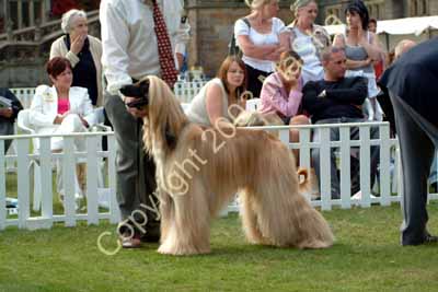 Limit dog