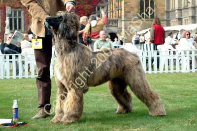 Novice dog