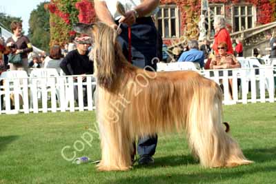 Veteran dog