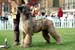 Novice dog