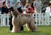 Open dog