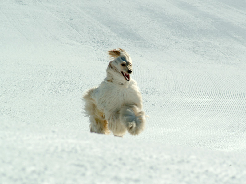 Pet photography wallpaper - Afghan Galloping