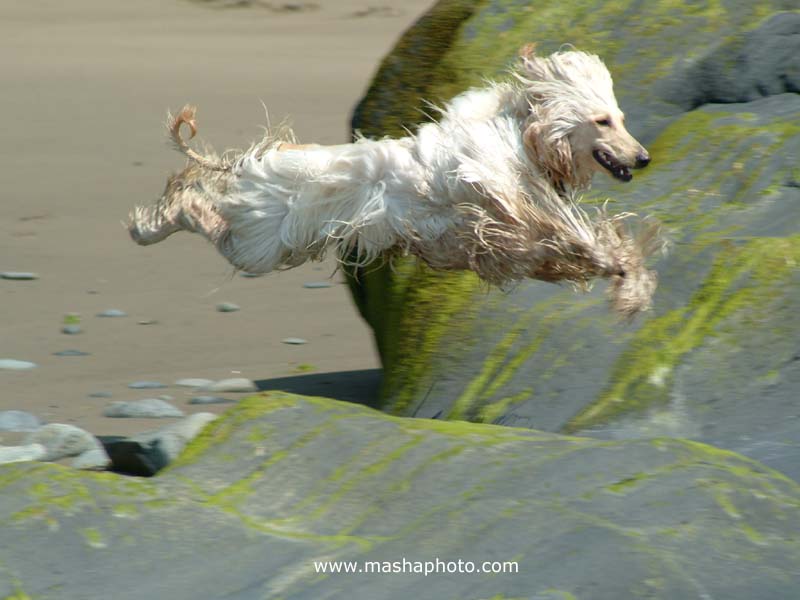 Pet photography wallpaper - Flying Afghan